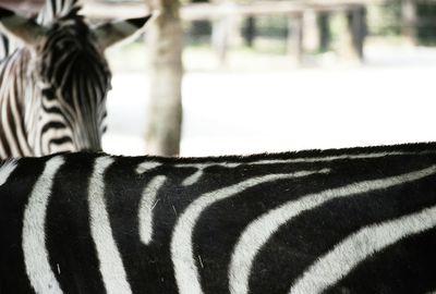 Close-up of horse against blurred background