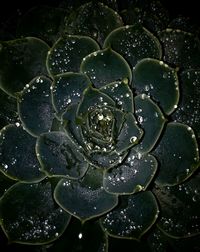 Full frame shot of water drops on leaf