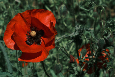 Close-up of bee pollinating on flower