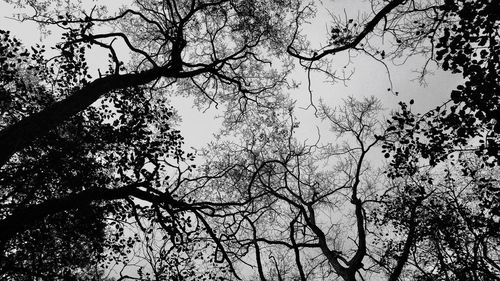 Low angle view of tree against sky