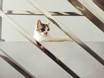 Low angle view of cat