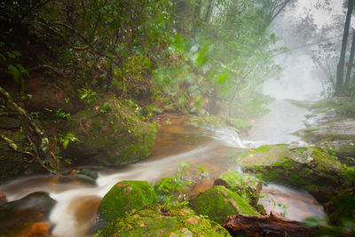 Scenic view of waterfall in forest