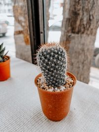 Close-up of potted plant on window sill