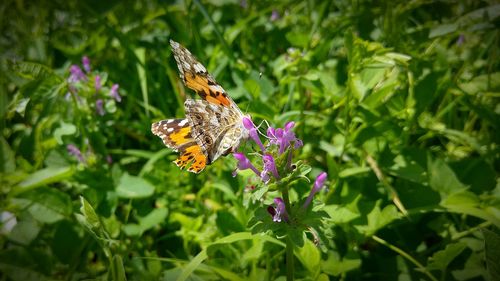 Close-up of butterfly pollinating on purple flower