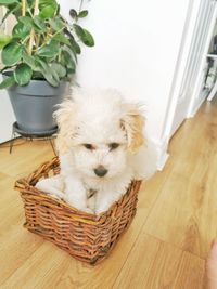 High angle view of dogs in basket