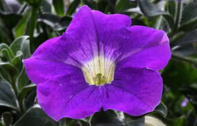 flowering plant