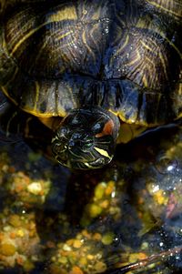 Close-up of jellyfish swimming in sea