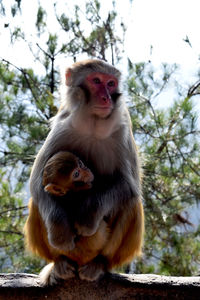 Monkey sitting on a tree