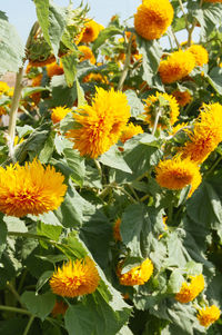 Close-up of yellow flowering plants