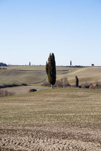 Trees on field against clear sky