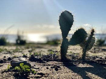 Close-up of succulent plant on field during sunny day