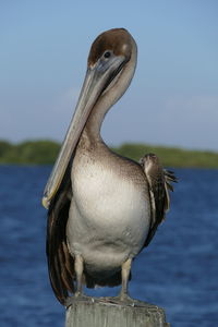 Pelican sitting on a pole