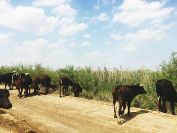 Horse walking in a field