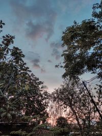 Low angle view of trees against sky