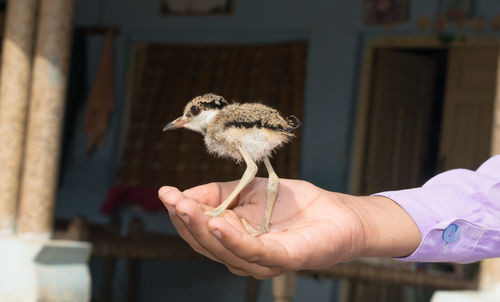 Close-up of hand holding bird
