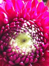 Close-up of pink dahlia
