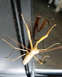 Close-up of insect