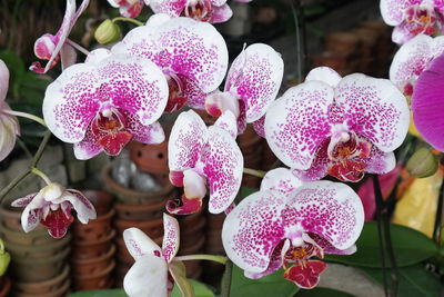 Close-up of purple flowers