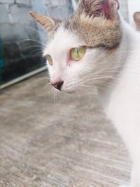 Close-up of a cat looking away