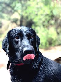 Close-up portrait of dog