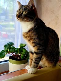 Close-up of a cat on window sill