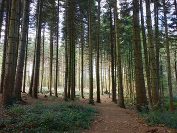 Pine trees in forest