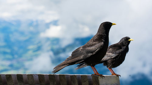 Close-up of bird perching on railing