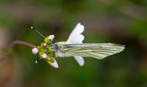 Top view of butterfly on blooming flower