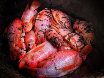 High angle view of fish