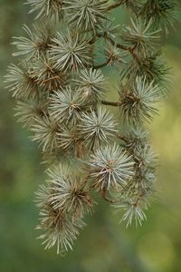 Close-up of cactus plant