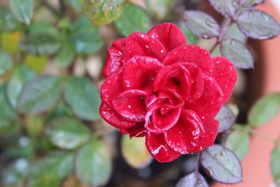 Close-up of red flower blooming outdoors