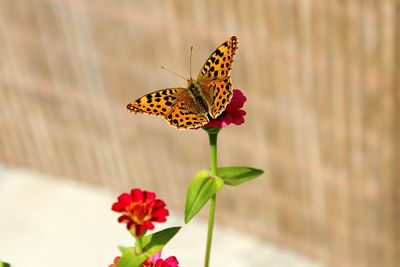 High angle view of butterfly on flowers