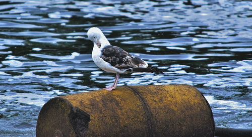 Close-up of seagull perching on shore