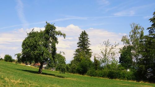 Trees on field against sky