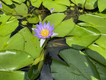 Close-up of lotus water lily in lake