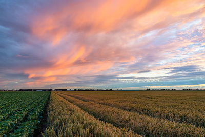 Scenic view of field against sky during sunset