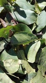 Close-up of fresh green leaves