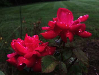 Close-up of wet red flowers blooming outdoors