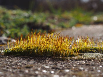 Close-up of plants growing outdoors