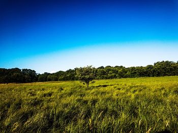 Scenic view of field against clear blue sky