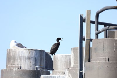 Low angle view of seagull perching on metal against sky