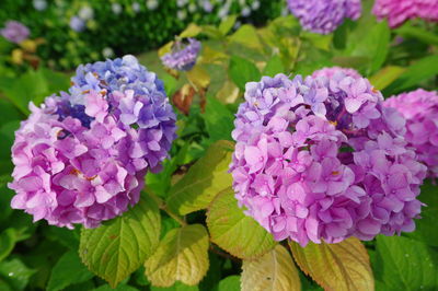 Close-up of purple flowering plants