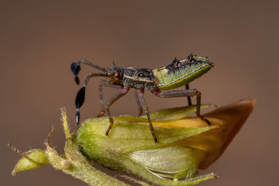 Close-up of insect