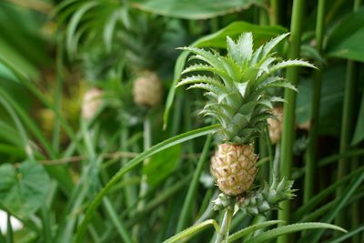 Little tiny decoration pineapple