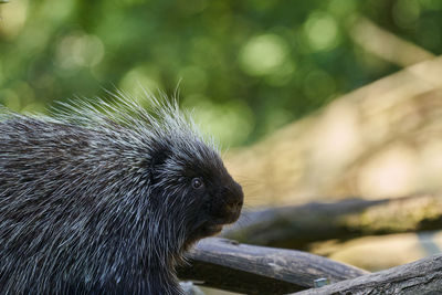 Close-up of an animal