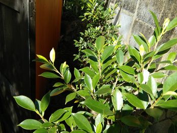 Close-up of fresh green plant