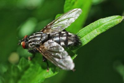 Close-up of insect on leaf