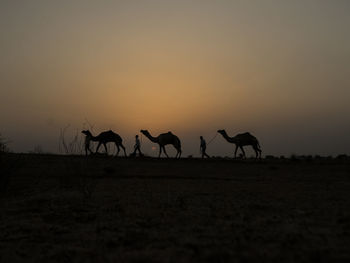 Silhouette camels on landscape against sky during sunset