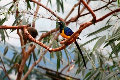 Close-up of bird perching on branch