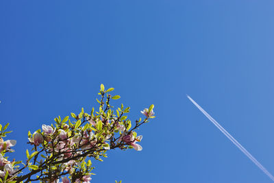 Low angle view of flowering plant against clear blue sky